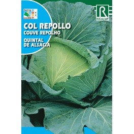 Semilla col repollo quintal de alsacia