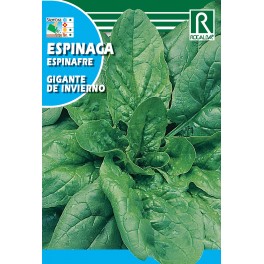 Semilla espinaca gigante de invierno