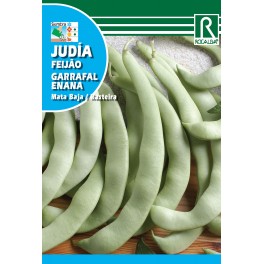 Semilla judía Garrafal enana