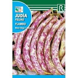 Semilla judía Flambo