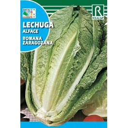 Semilla lechuga romana zaragozana