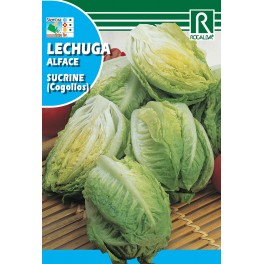 Semilla lechuga sucrine (cogollos)