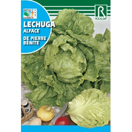 Semilla lechuga de pierre bénite