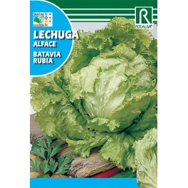 Semilla lechuga batavia rubia