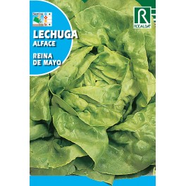 Semilla lechuga reina de mayo