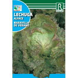 Semilla lechuga maravilla cuatro estaciones