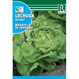 Semilla lechuga maravilla de invierno