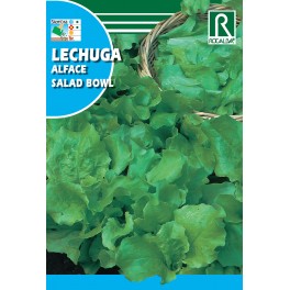 Semilla lechuga salad bowl