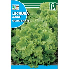 Semilla lechuga grand rapids