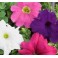 Petunia