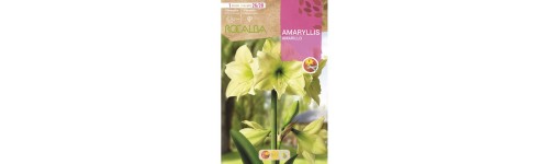Bulbo primavera