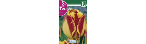 Tulipan
