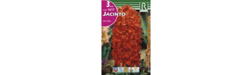 Jacinto