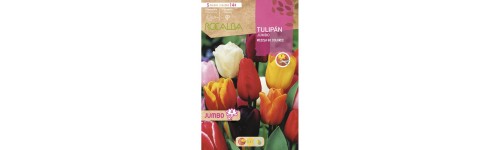 Tulipanes
