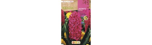 Jacinto