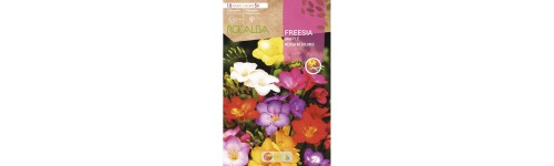 Fresia