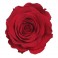 Flor preservada