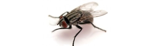 Mosca