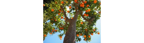 Árboles frutales