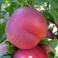 Nectarino