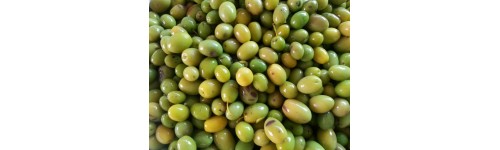 Olivo
