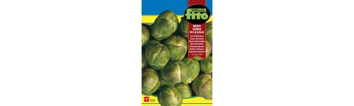 Col, brócoli y achicoria