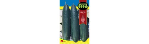 Pepino