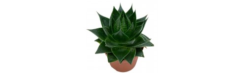 Planta crasa