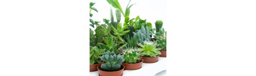 Mini cactus y mini planta crasa