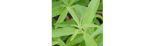 Hierba luisa