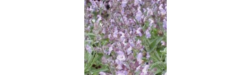 Salvia