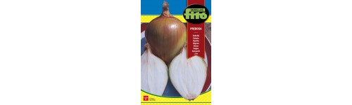 Hortalizas de bulbo y raiz