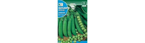 Semilla caja 250 gr a 5 kg