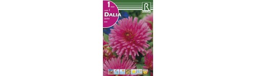 Dalias