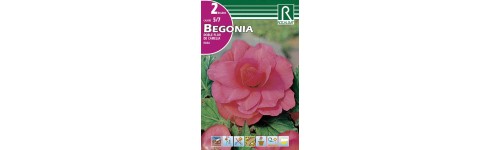 Begonia