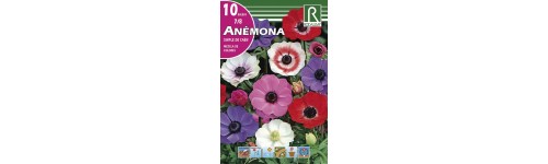 Anémonas y renúculos