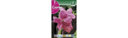 Cannas y cannas enanas