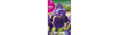 iris