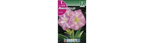 Amaryllis