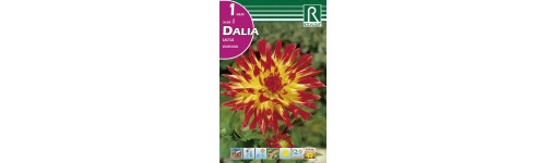 Dalias