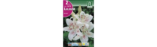 Lilium