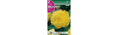 Begonia