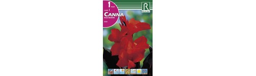 Cannas y cannas enanas