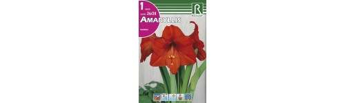 Amaryllis