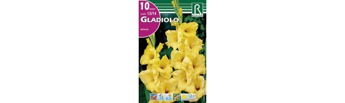 Gladiolos