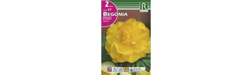 Begonia