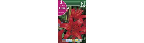 Lilium