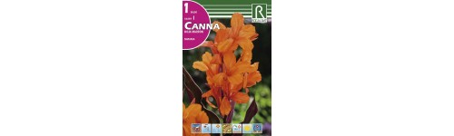 Cannas