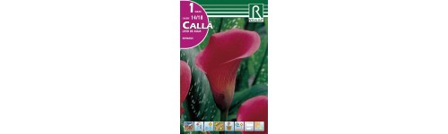 Callas