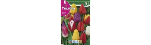 Tulipanes